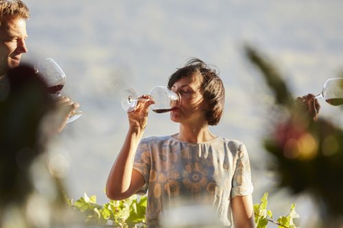 Ein Weinexperte werden