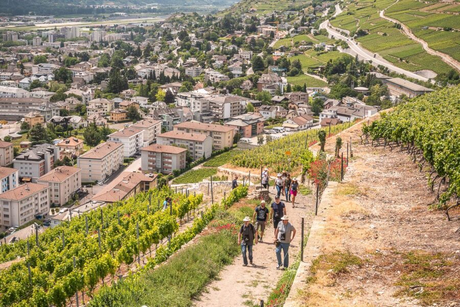 Une immersion au cœur du vignoble héroïque